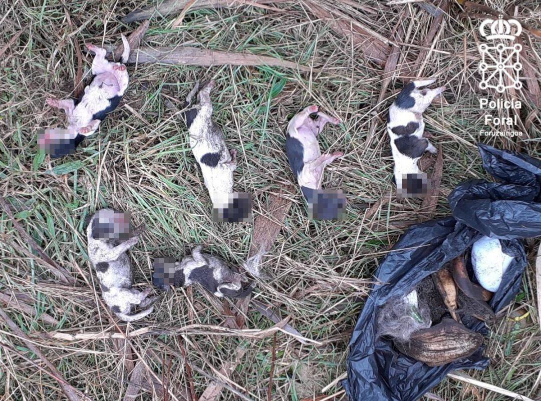 Cachorros de perro encontrados por la Policía Foral arrojados en una acequia