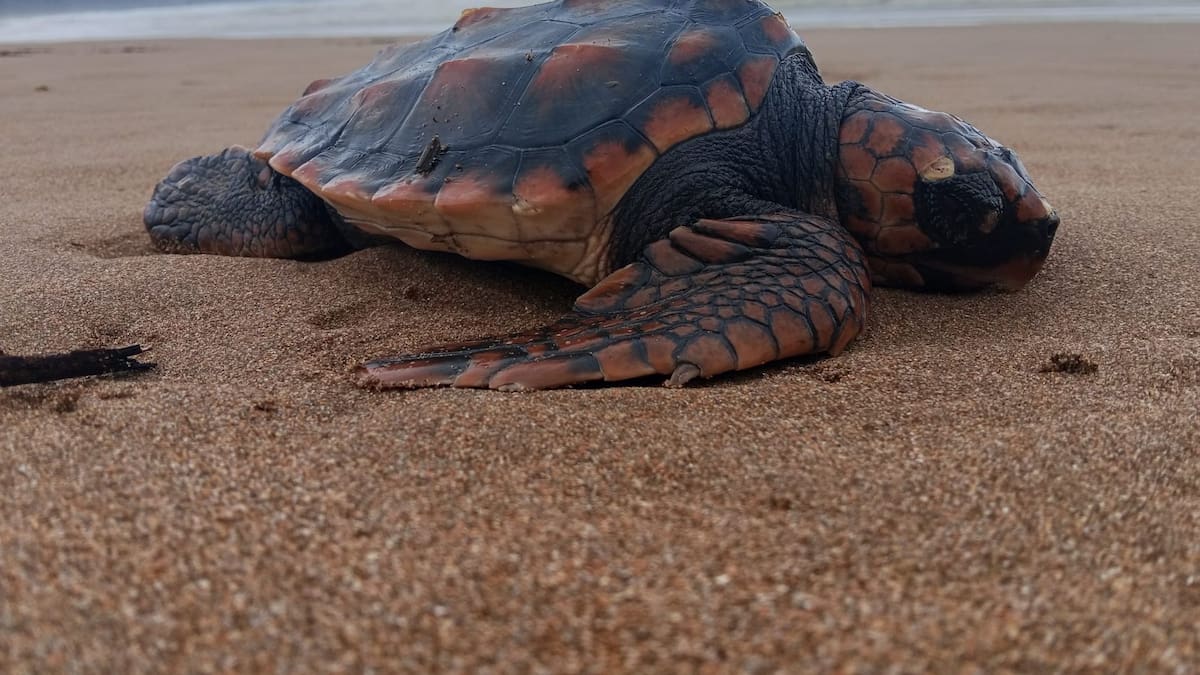 El temporal deja decenas de aves varadas en la costa y una tortuga boba rescatada en Zarautz