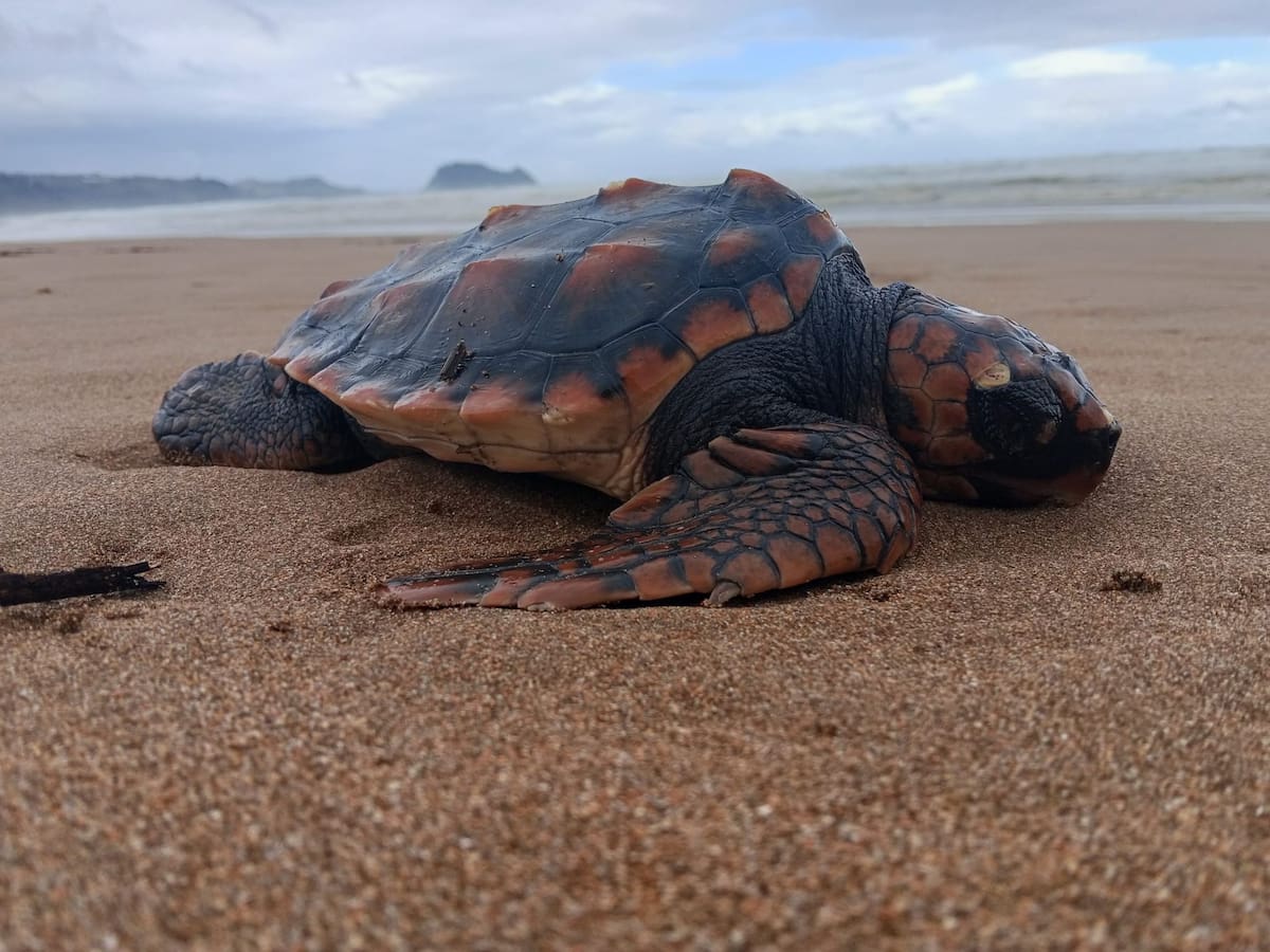 El temporal deja decenas de aves varadas en la costa y una tortuga boba rescatada en Zarautz
