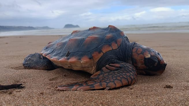 Gorka Ocio, divulgador especializado en cetáceos y aves marinas, tras el avistamiento de decenas de aves varadas en la costa vasca