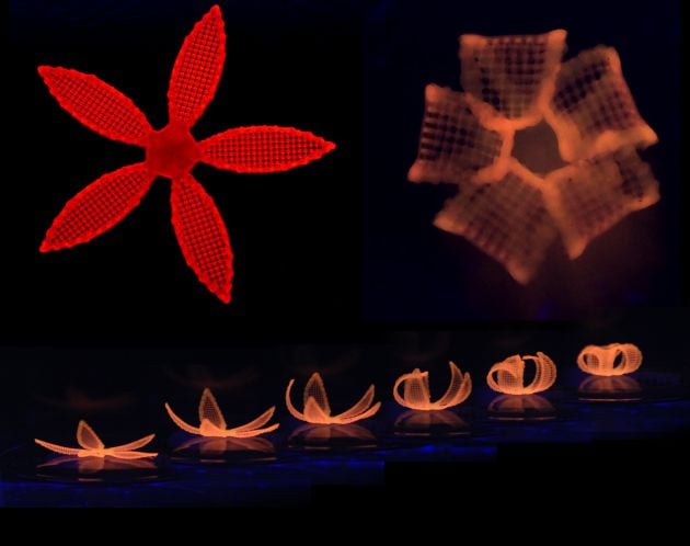 Transformación de una estructura compuesta de hidrogel impresa en 4D después de su inmersión en agua