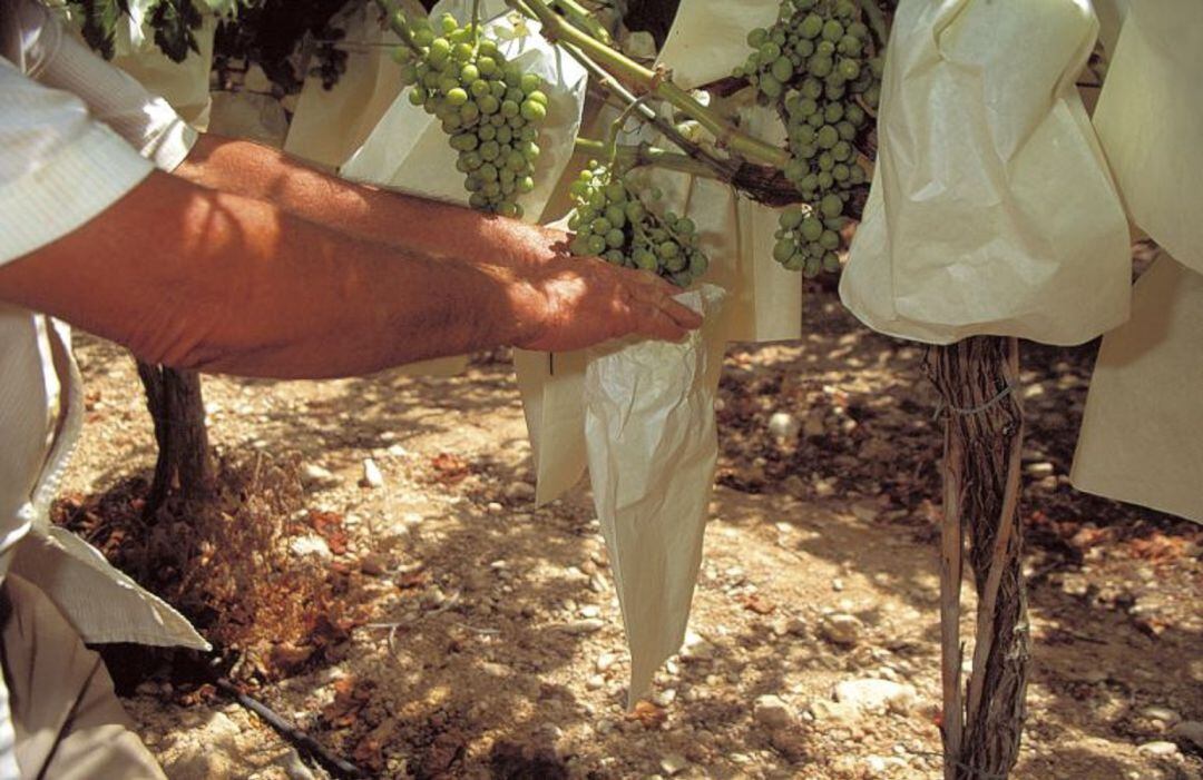 Embolsado Uva de Mesa del Vinalopó