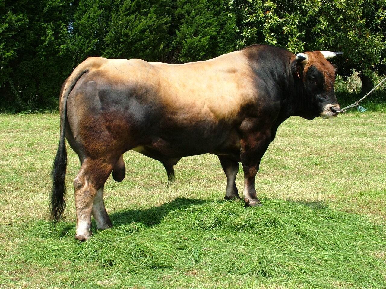 Raza bovina Asturiana de los Valles