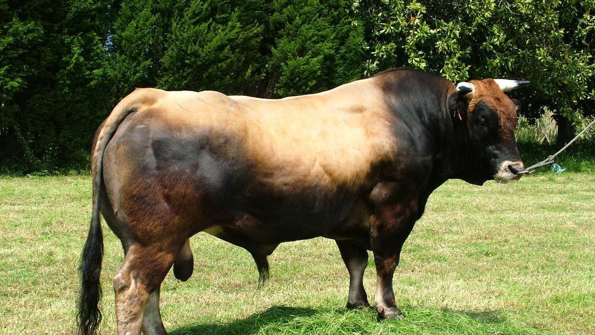 Villablino celebra el próximo fin de semana el XXIX Certamen de la raza Asturiana de los Valles