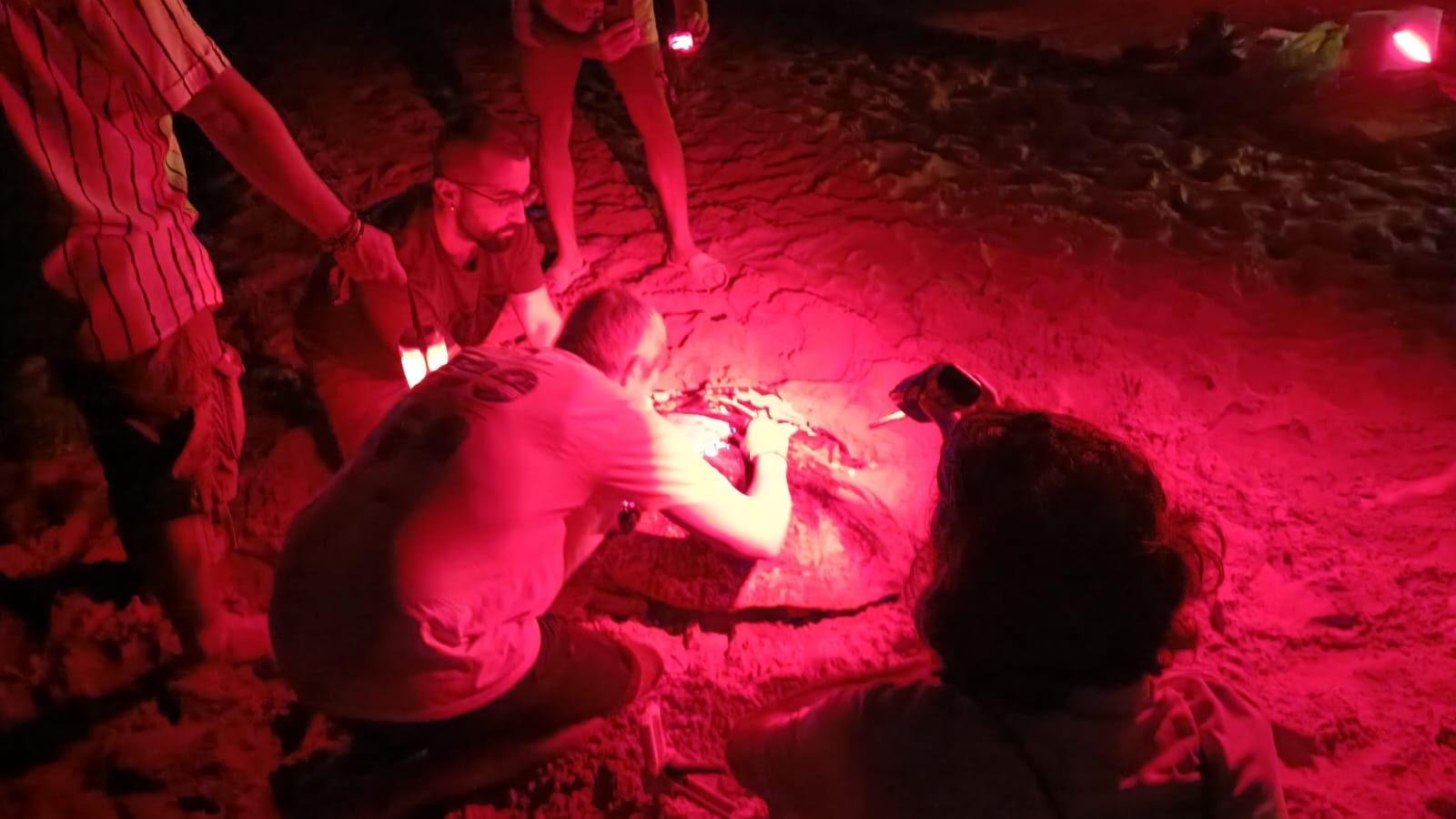 Una tortuga pone 117 huevos en Arenales del Sol