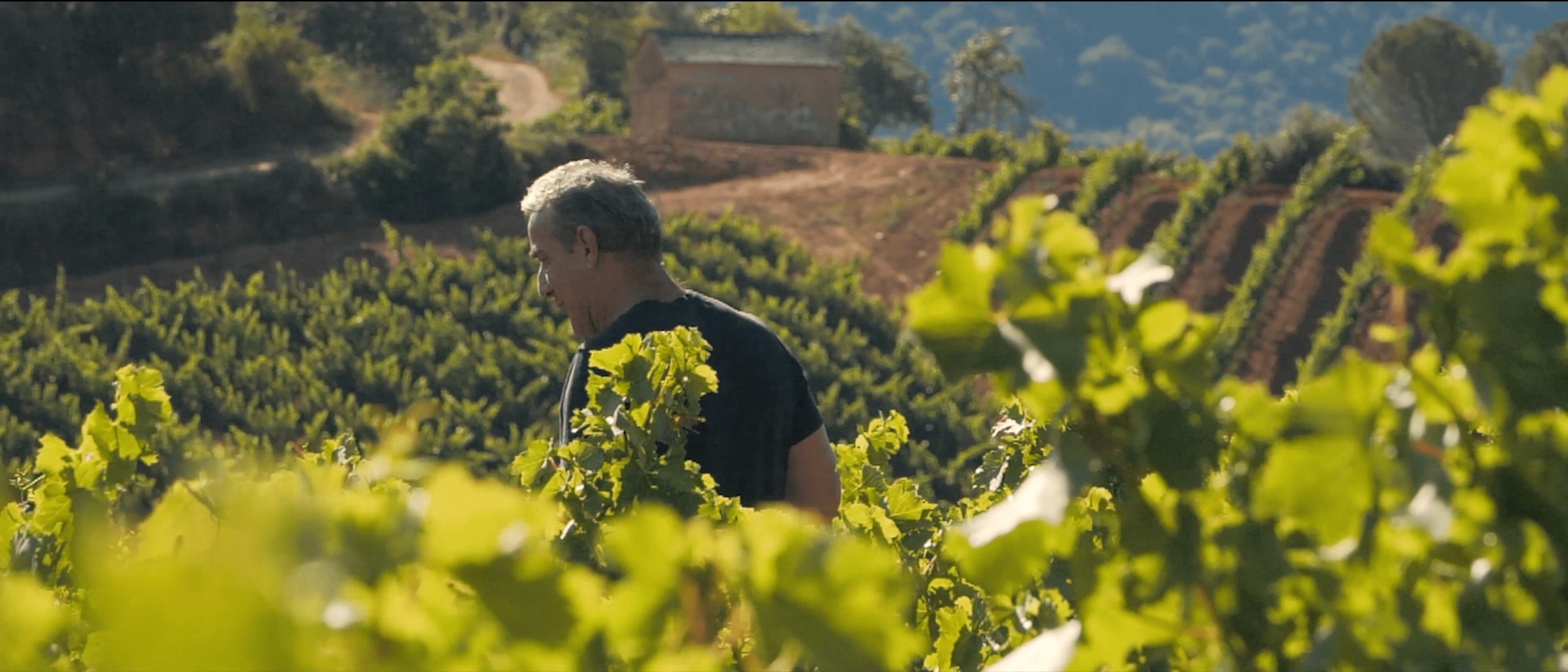 Snantiago recorre las viñas de Cantariña