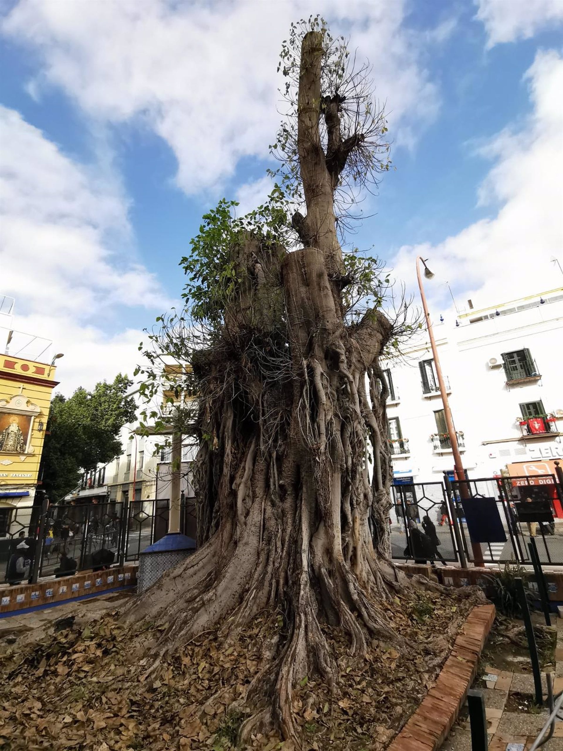 13/12/2023 Estado actual del ficus de San Jacinto, cuya tala paralizó un juez.