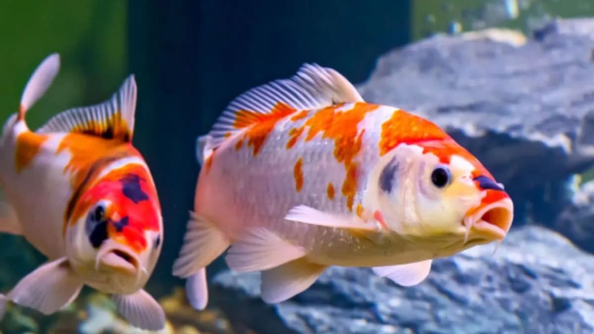 Los peces más solicitados como mascota