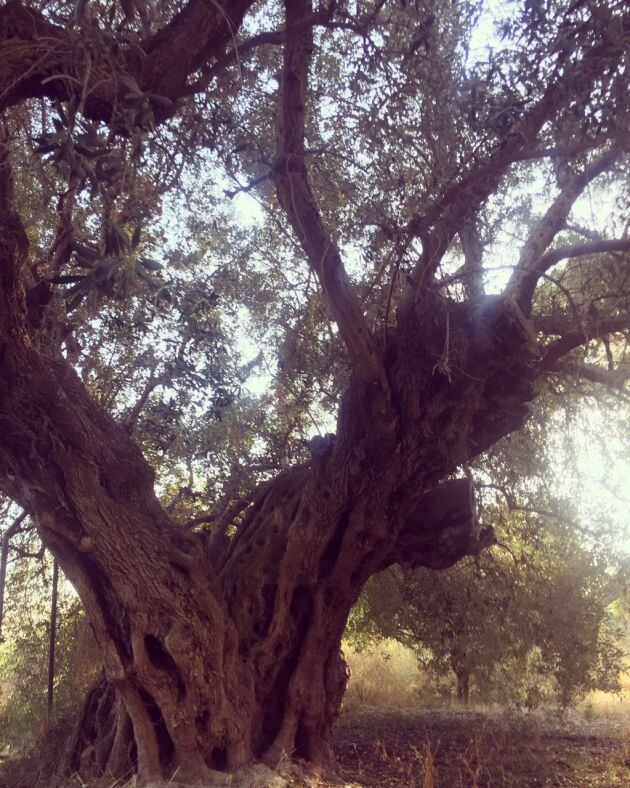 Olivera de los fantasmas en Cieza