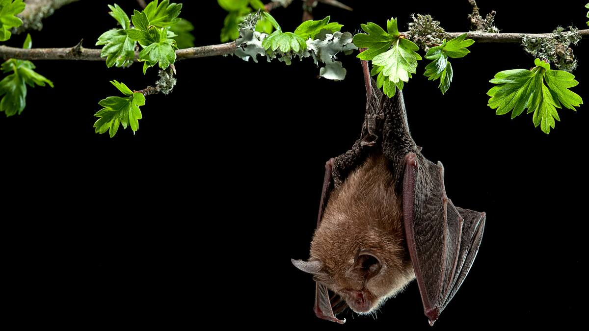 León, hacia rutas salvajes: En la guarida leonesa del murciélago (17/12/2024)