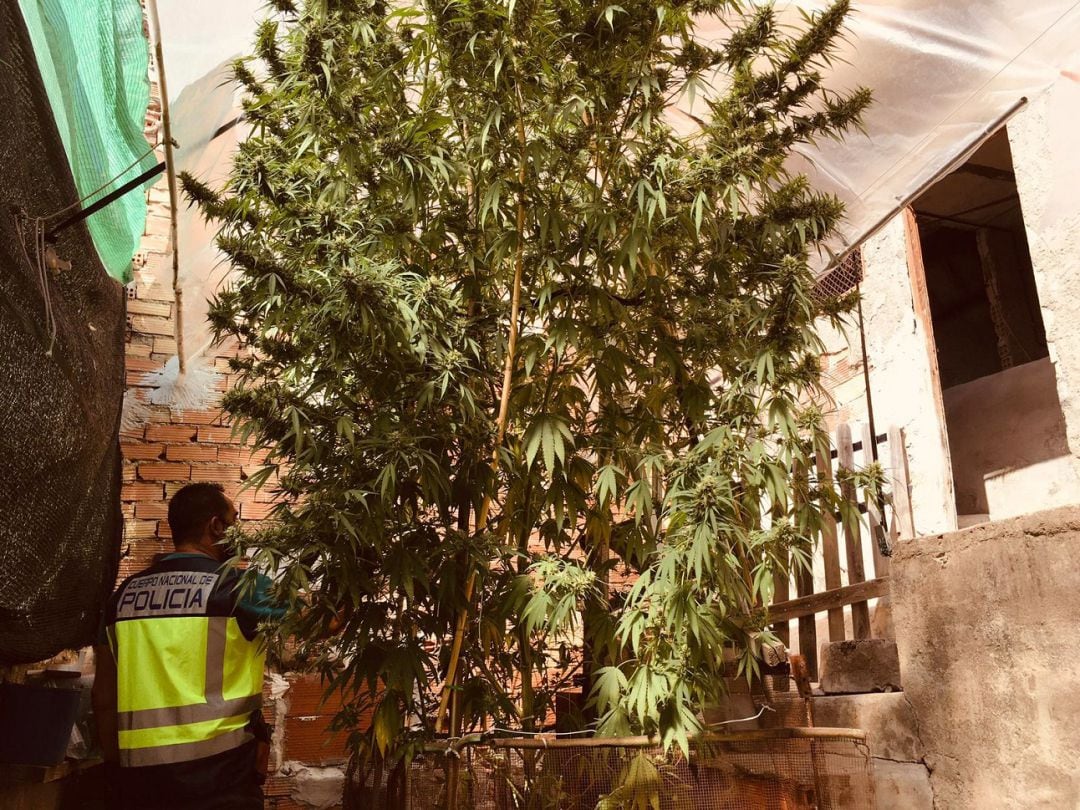 Detenida una pareja que había cultivado en el patio de su casa una planta de marihuana que se convirtió en un árbol de más de 5 metros   