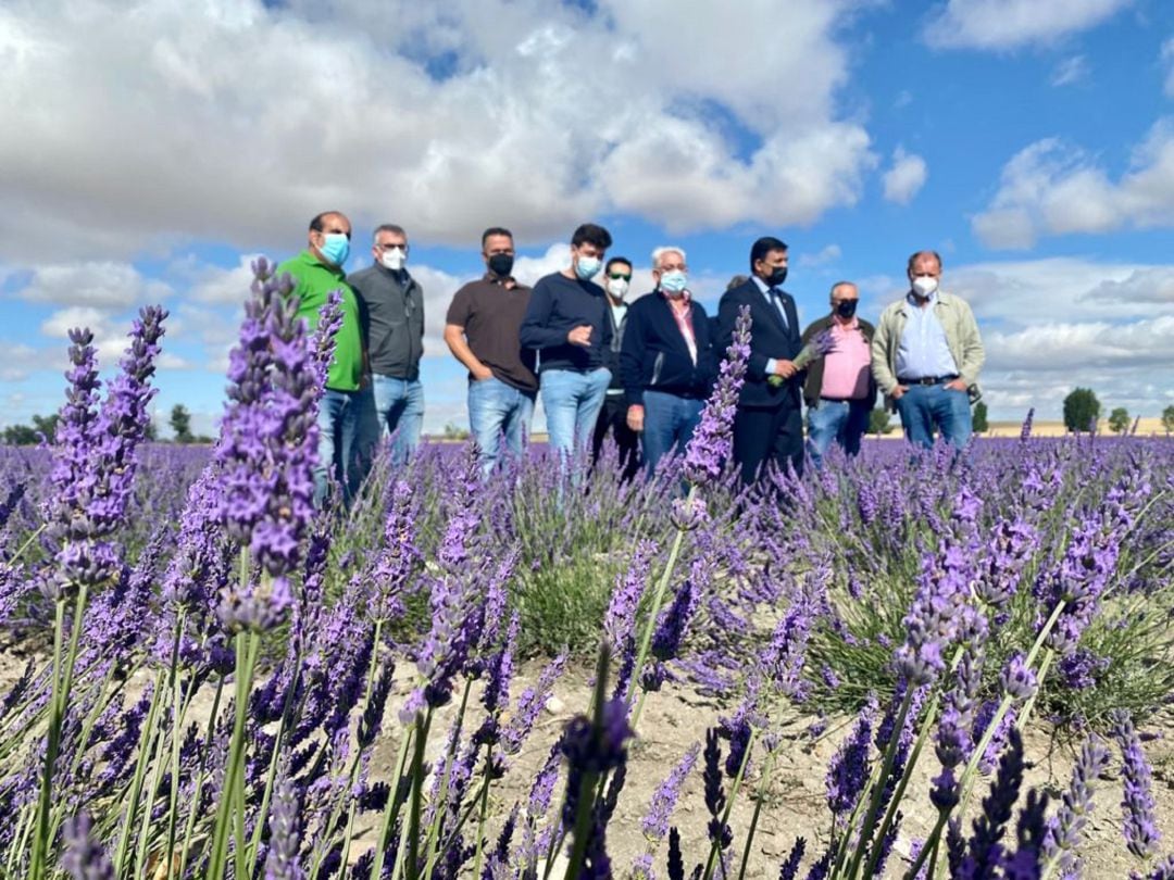 La Diputación de Ávila impulsará las plantaciones de lavanda en nuestra provincia