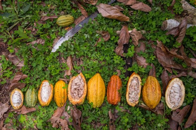 Variedades de cacao en la comunidad awajún.