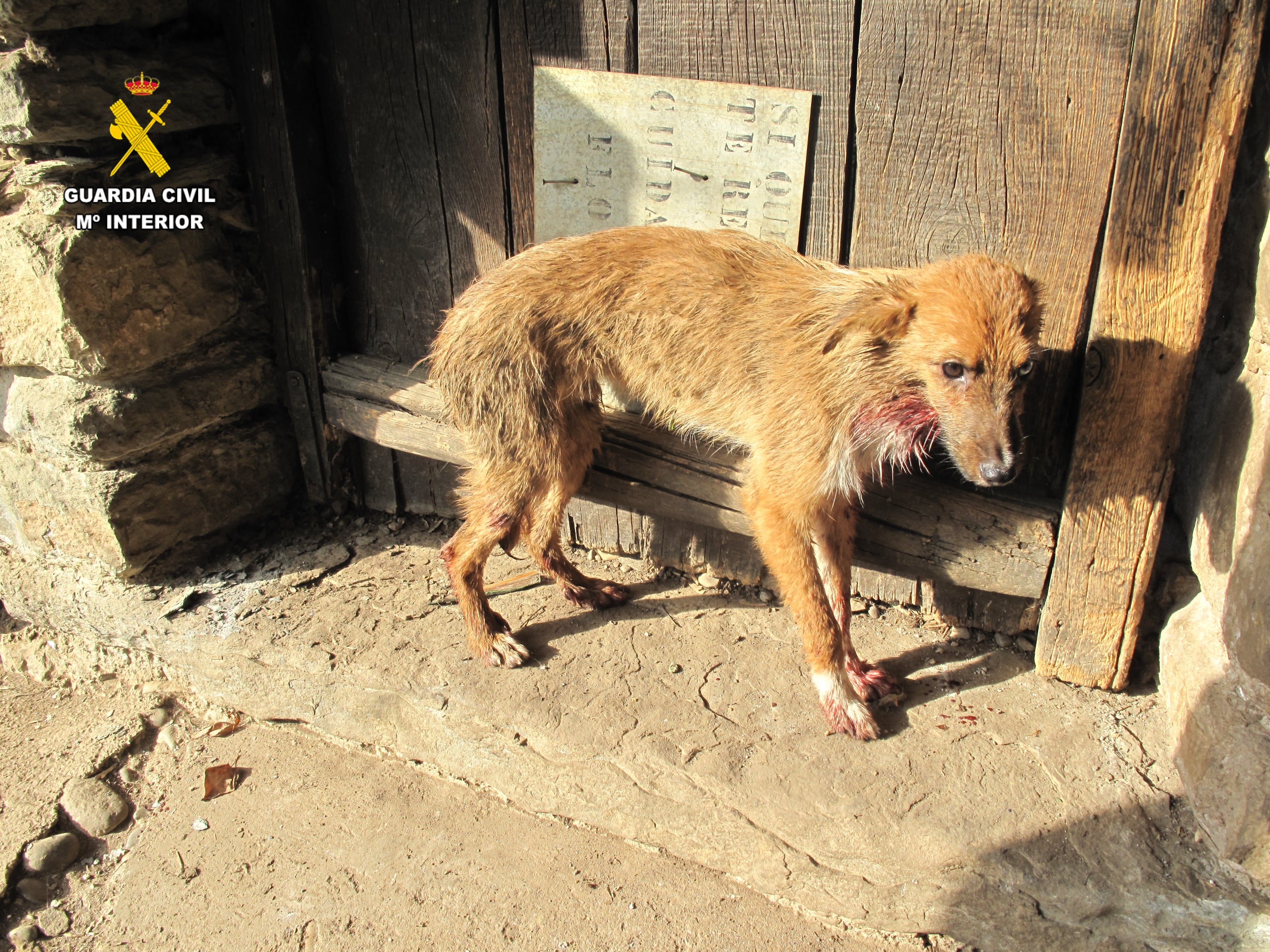 Uno de los perros heridos en la zona del cuello