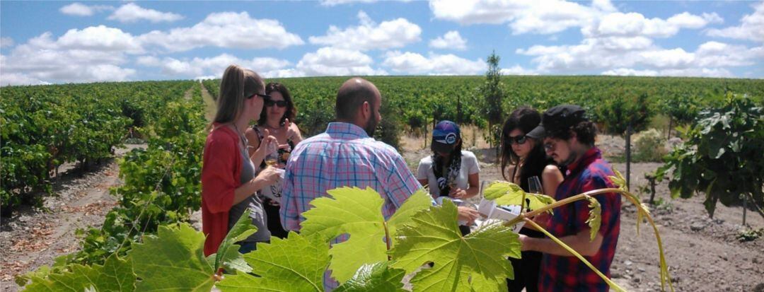 Actividad de Spirit Sherry en una viña del Marco de Jerez