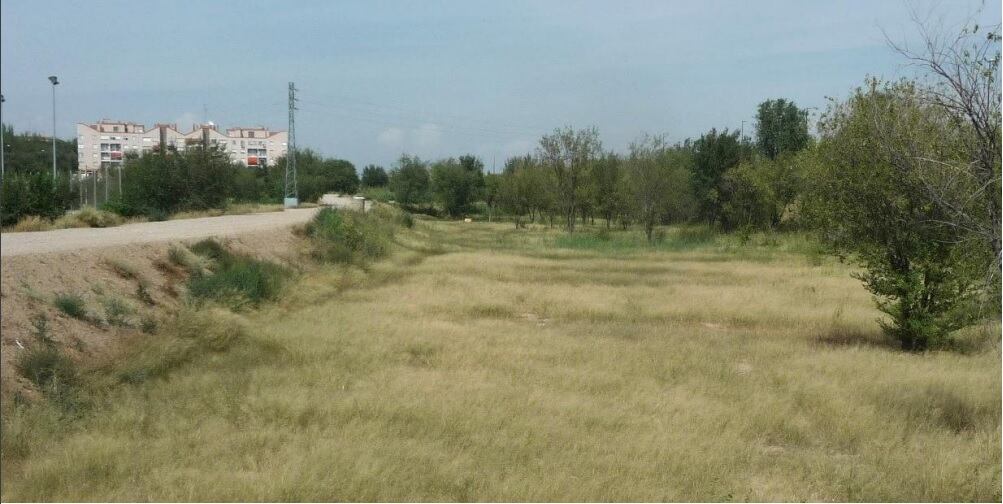 La zona por la que se extenderá el futuro parque ya contempla diversas especies arbóreas y arbustivas