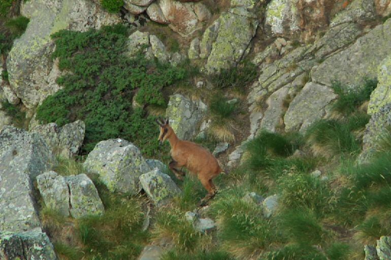 Un exemplar d&#039;isard.