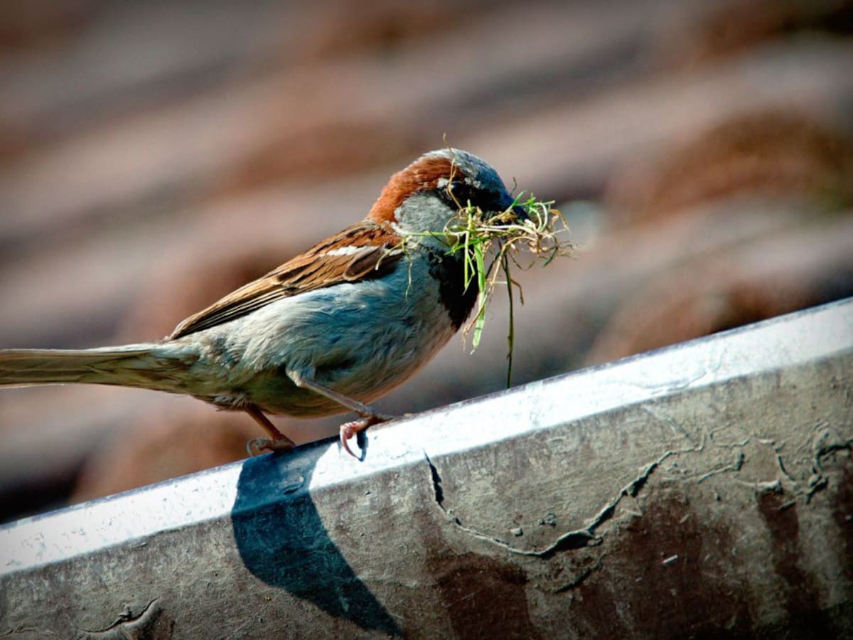Nómada del viento, Juan José Sanz: Adaptación de las aves al entorno urbano (17/09/2024)