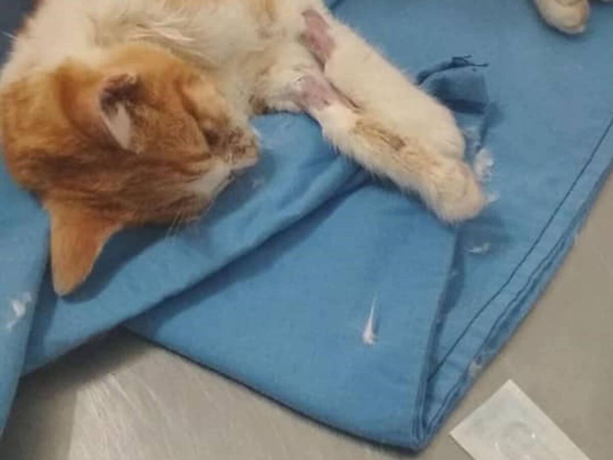 Envenenan seis gatos en el barrio de San José