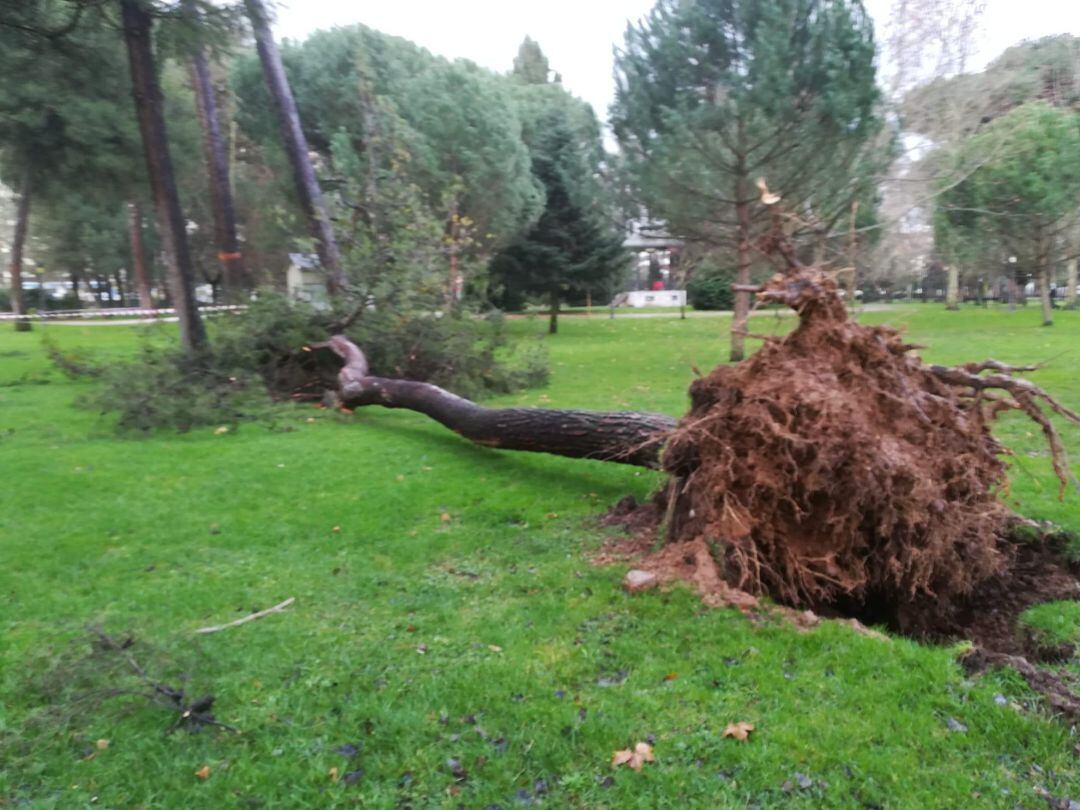 Caída de árbol en el parque del Temple de Ponferrada