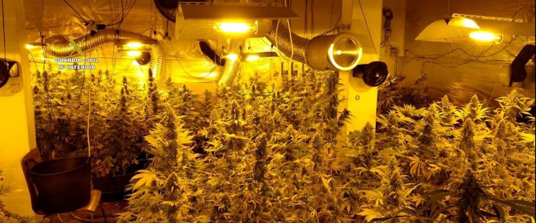 Plantación &#039;indoor&#039; de cannabis desmantelada en A Coruña por la Guardia Civil