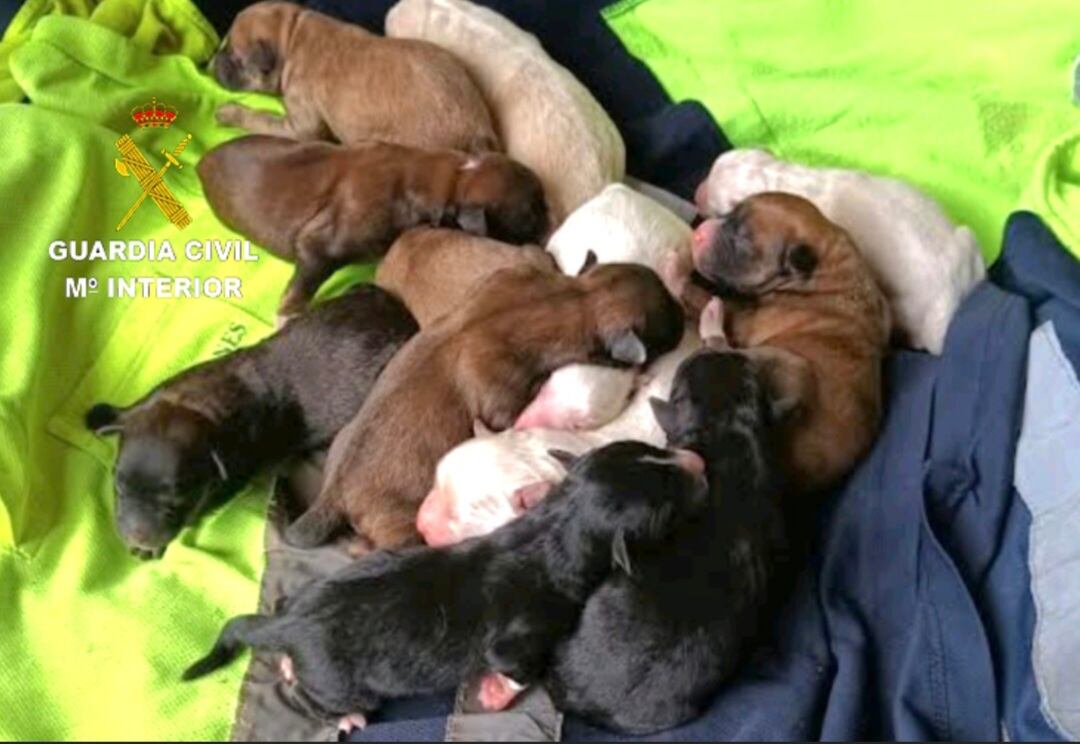Cachorros rescatados por el Seprona