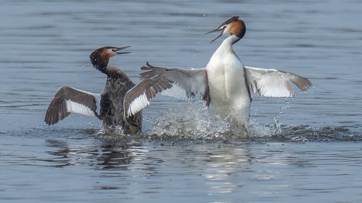 Hablamos con Eduardo Ramírez, vicepresidente de ANAPRI, que piden la modificación del Triatlón que va a disputarse en Guadalix de la Sierra el 12 de mayo