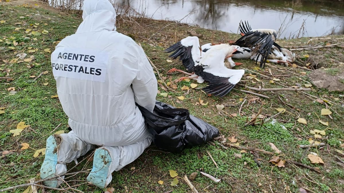 Carlos Novillo, consejero de Medio Ambiente de la Comunidad de Madrid, informa del brote de gripe aviar que ha afectado a centenares de aves silvestres