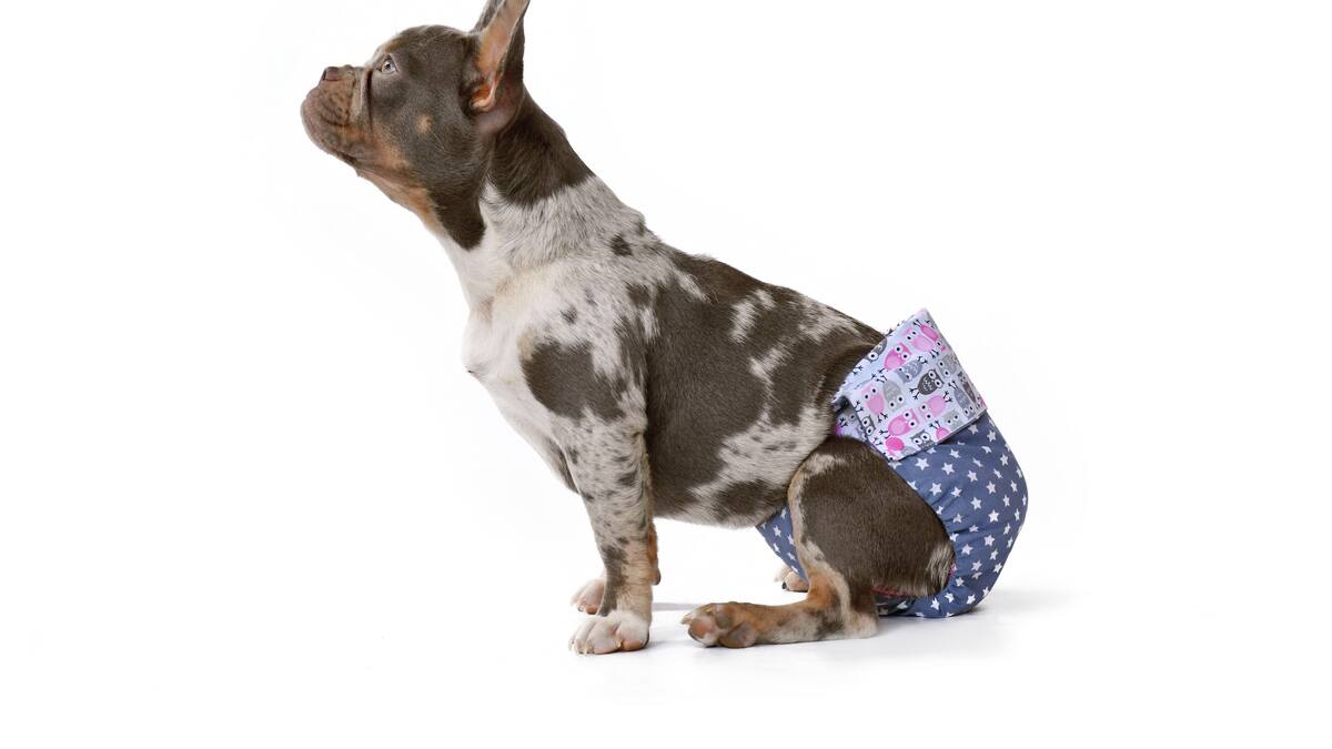 Mercedes Sánchez. Veterinaria