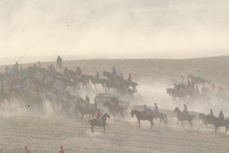 Traslado por el campo de los novillos de Brazuelas en el último encierro de Cuéllar
