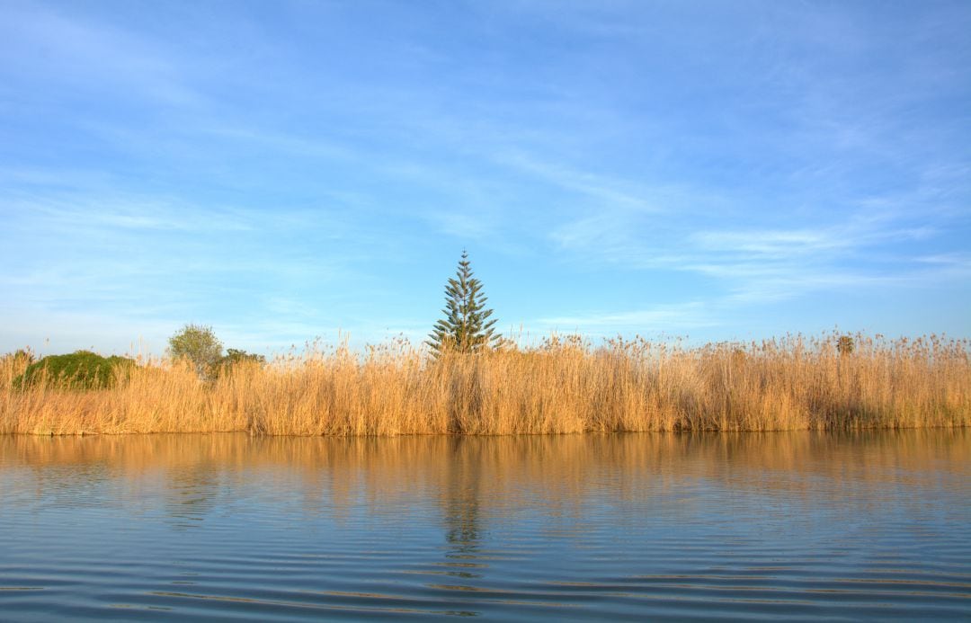 La profundidad del lago de la Albufera de València no ha cambiado en los últimos años, según el vicealcalde Sergo Campillo