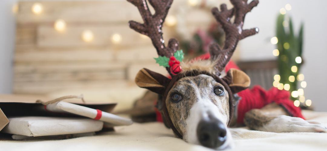 Actividades navideñas para todos