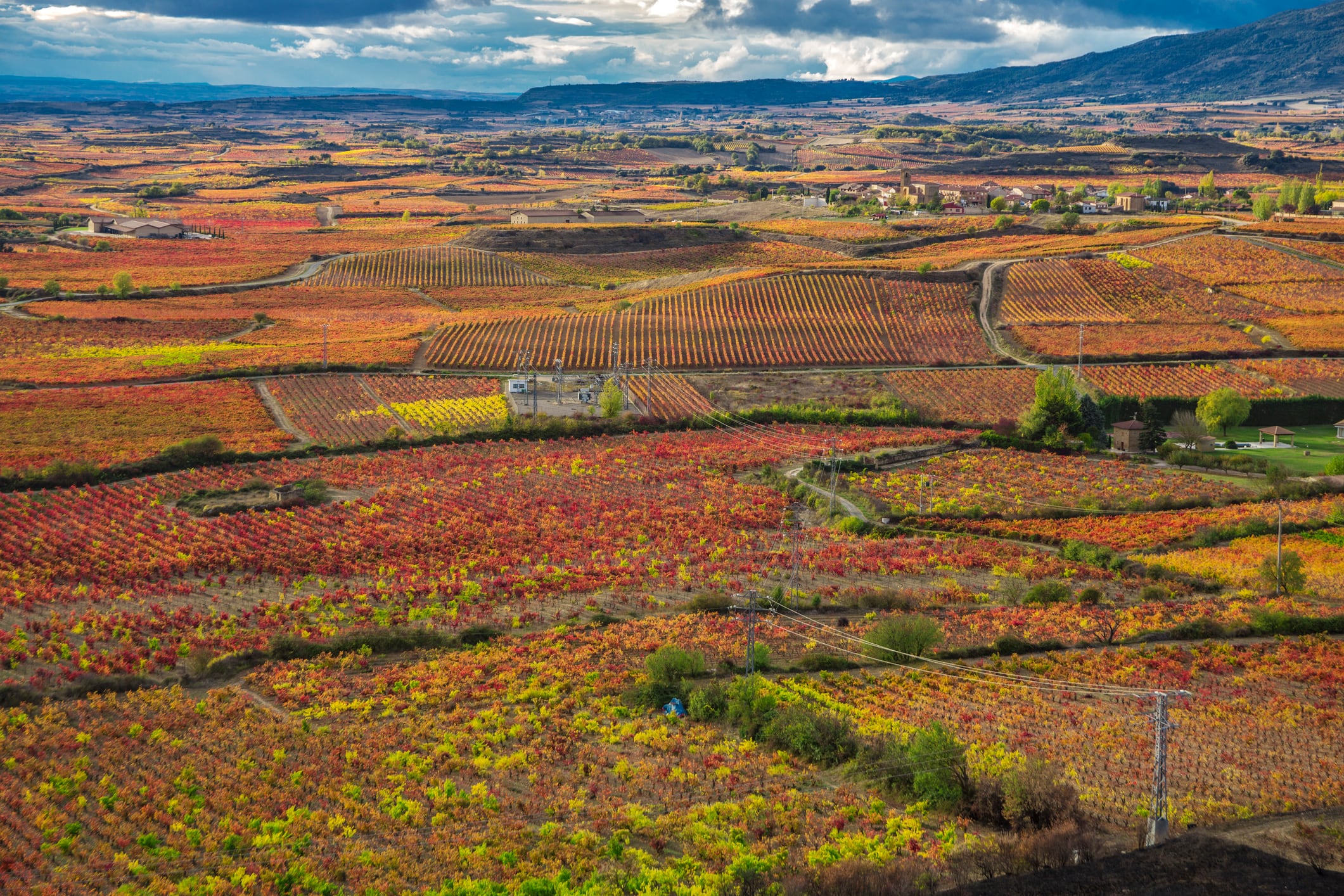 Viñedos alrededor de Laguardia (Álava).