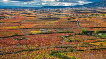 La justicia tumba las pretensiones de Viñedos de Álava