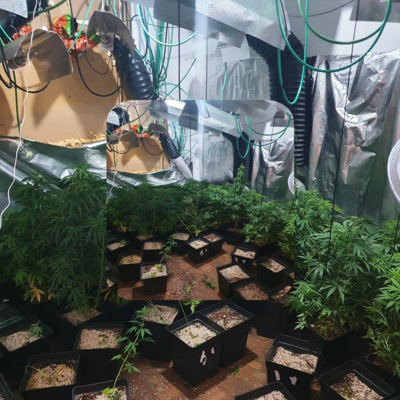 Descubren una plantación de marihuana en el desalojo de una vivienda okupada en Alcobendas