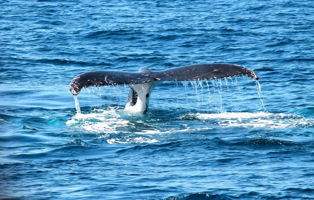 Cola de Ballena