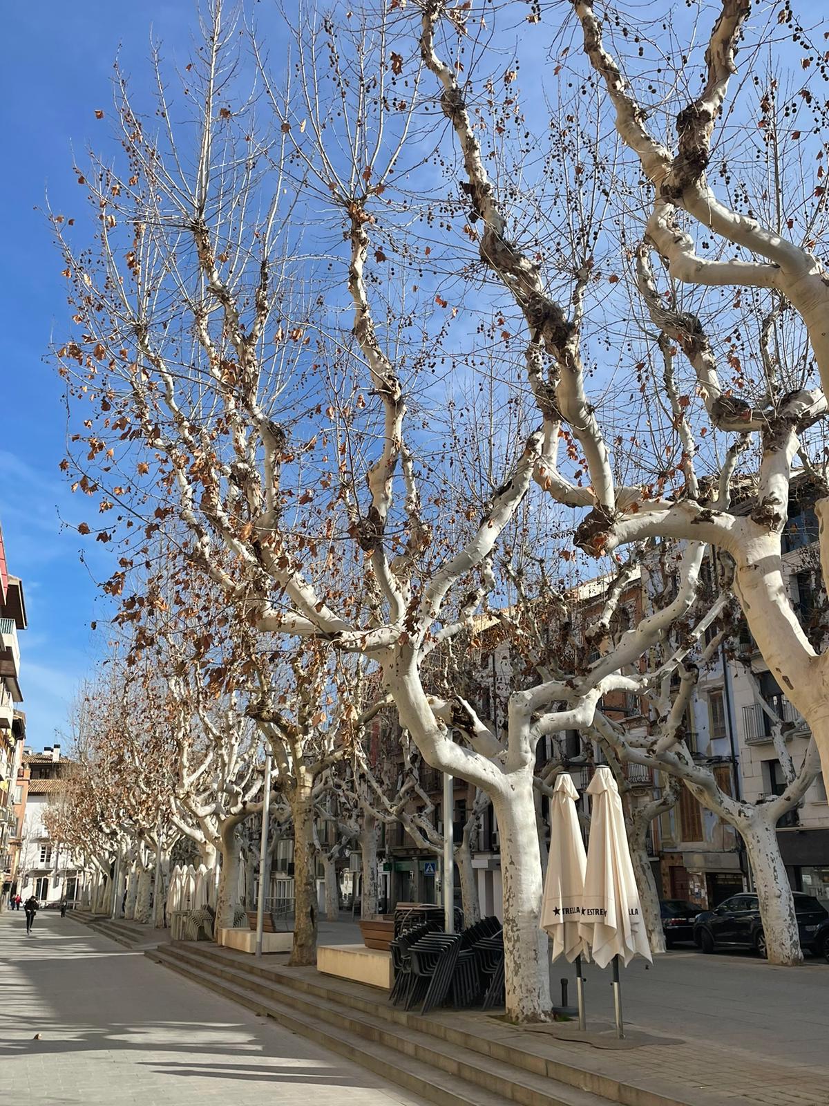 Arbolado urbano de Barbastro