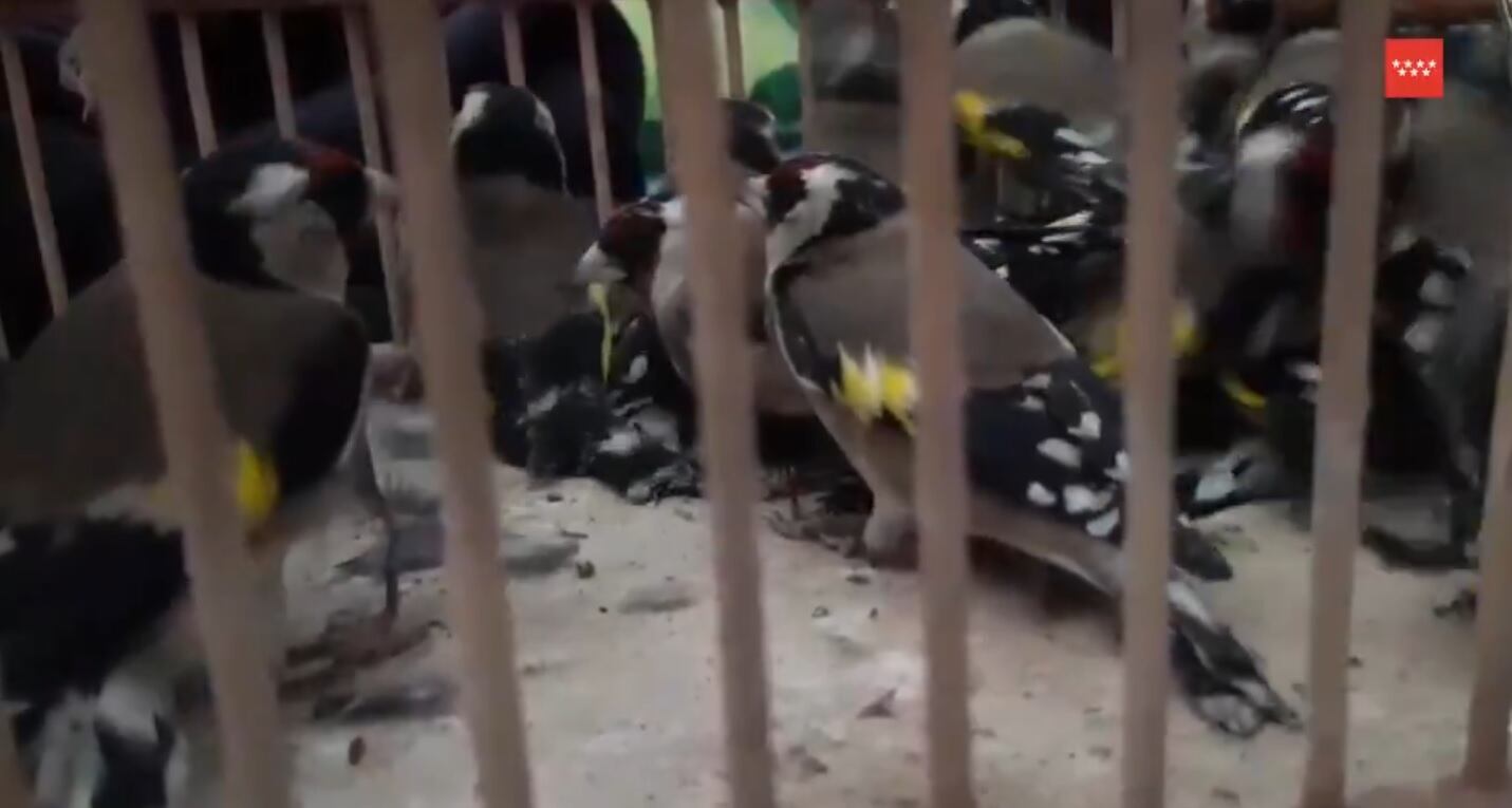 La ley contempla penas de cárcel por el comercio ilegal de aves silvestres