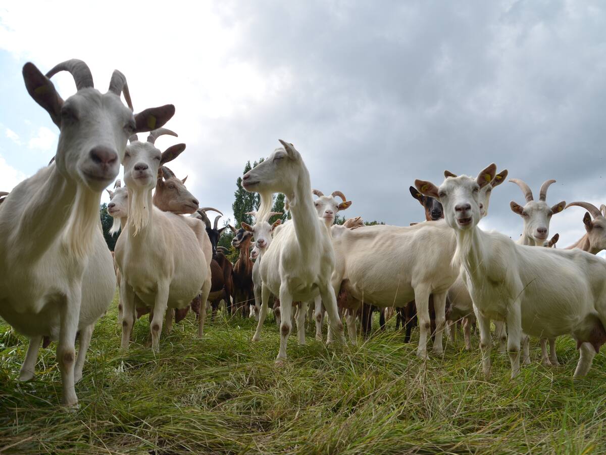 "Desde el móvil marco un vallado digital": una nueva aplicación para vigilar al rebaño en unos segundos