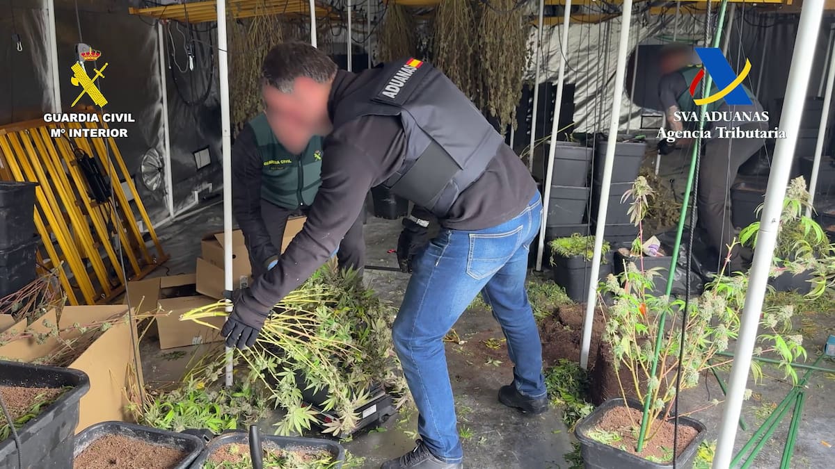 Desarticulado un grupo organizado dedicado al cultivo de marihuana en Crevillent