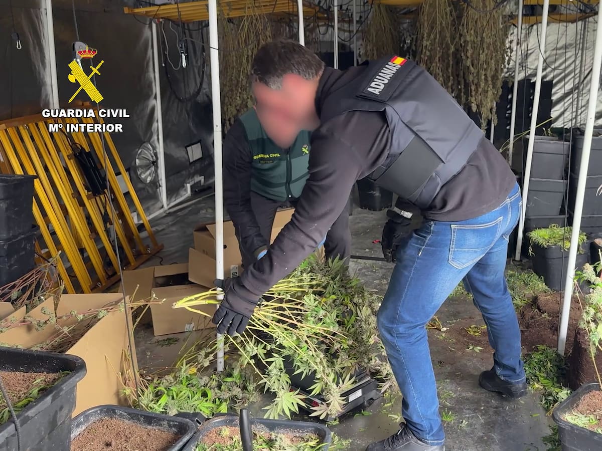 Desarticulado un grupo organizado dedicado al cultivo de marihuana en Crevillent