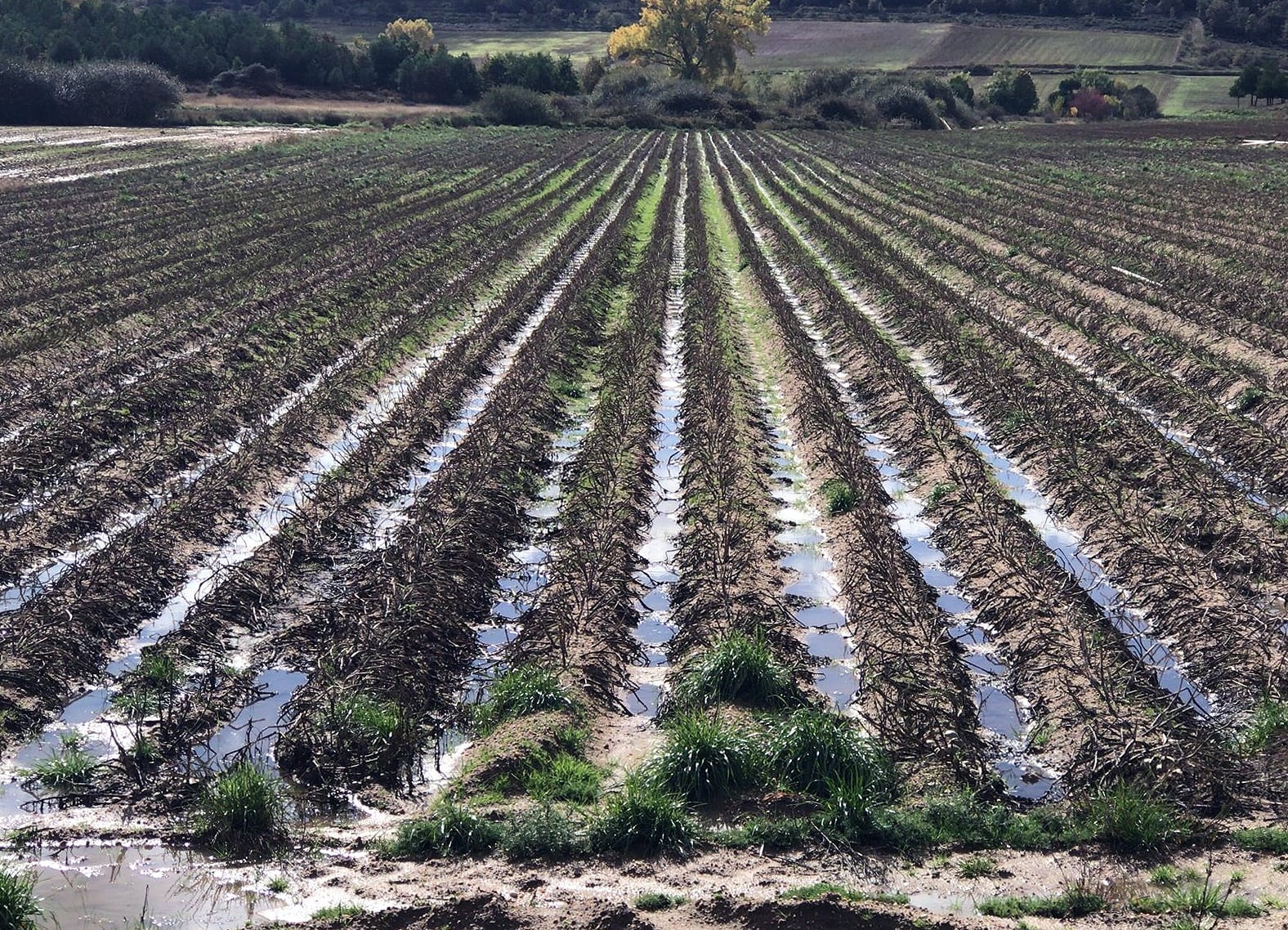 ASAJA-Palencia pide ayudas para los cultivadores de girasol y patata dañados