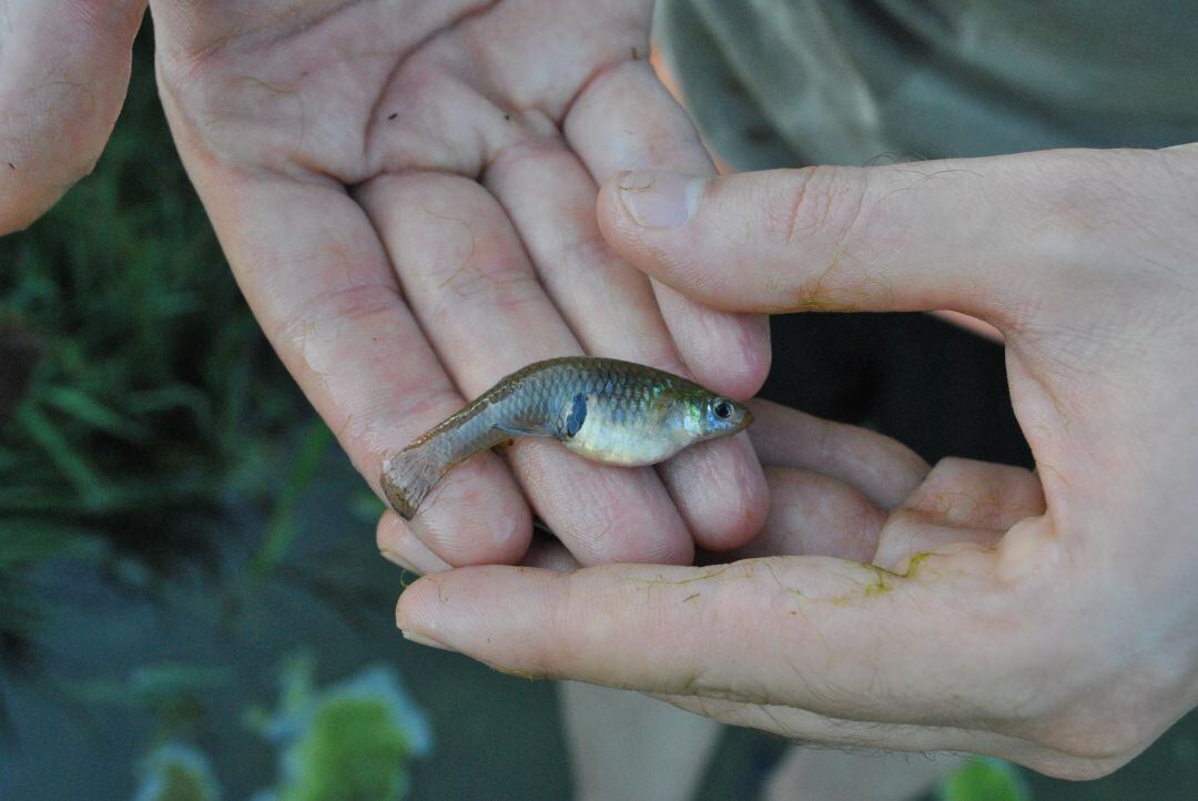 Ejemplar de gambusia en el río Serpis. 