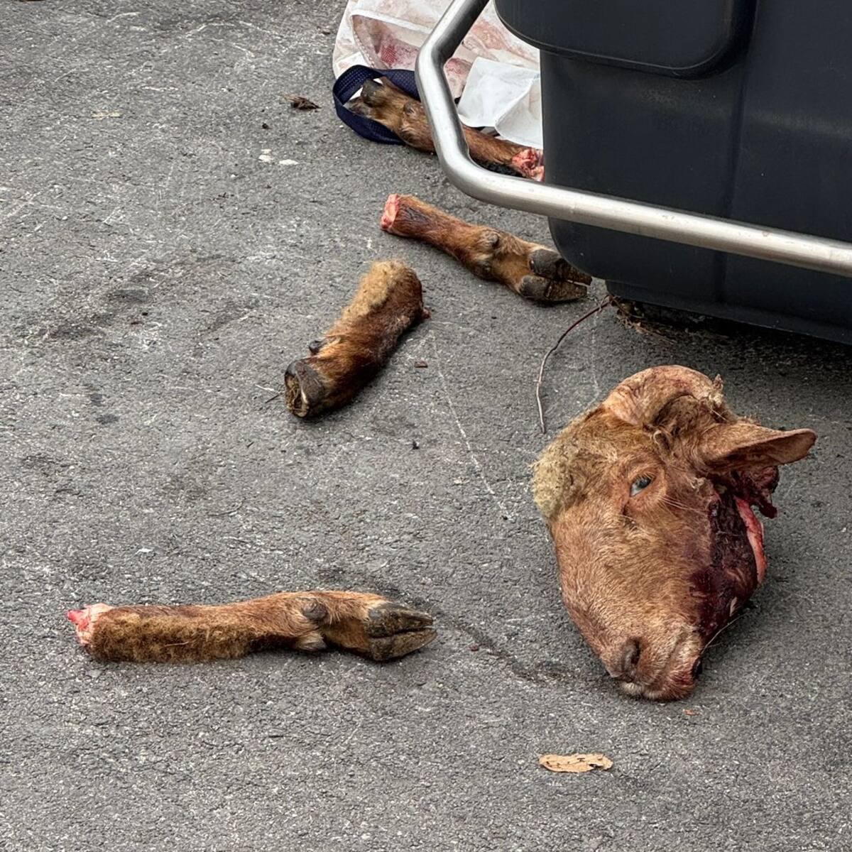 Animalistas Sanse pide la investigación de los restos de lo que podrían ser rituales con animales