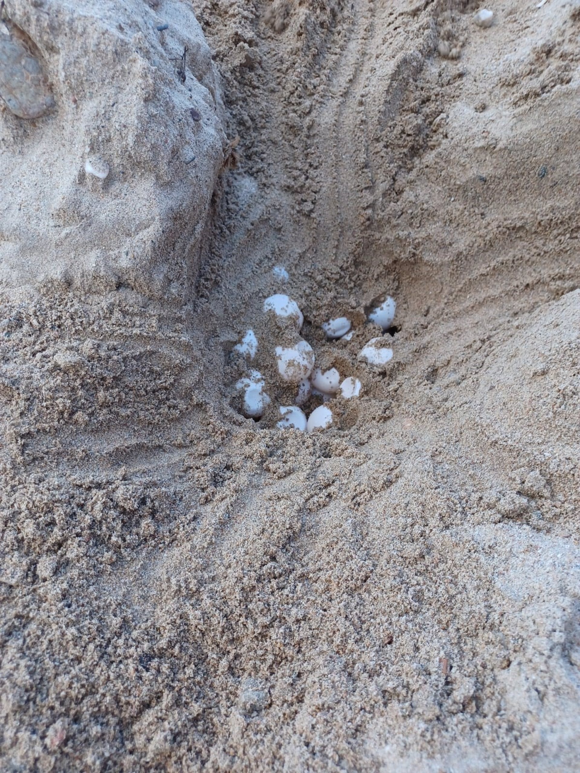 Los huevos de tortuga boba en el nido de Isla Plana