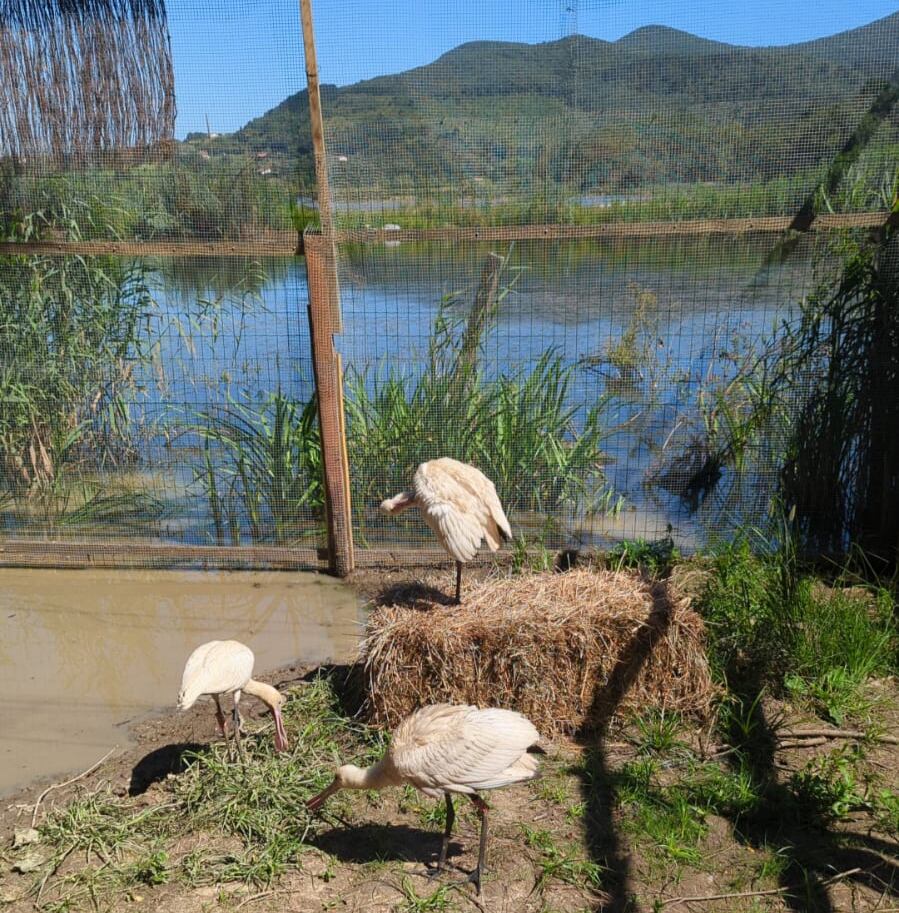 Espátulas que antes formaban parte de la familia del Zoobotánico de Jerez