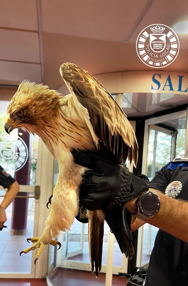 El águila recogida en Leganés