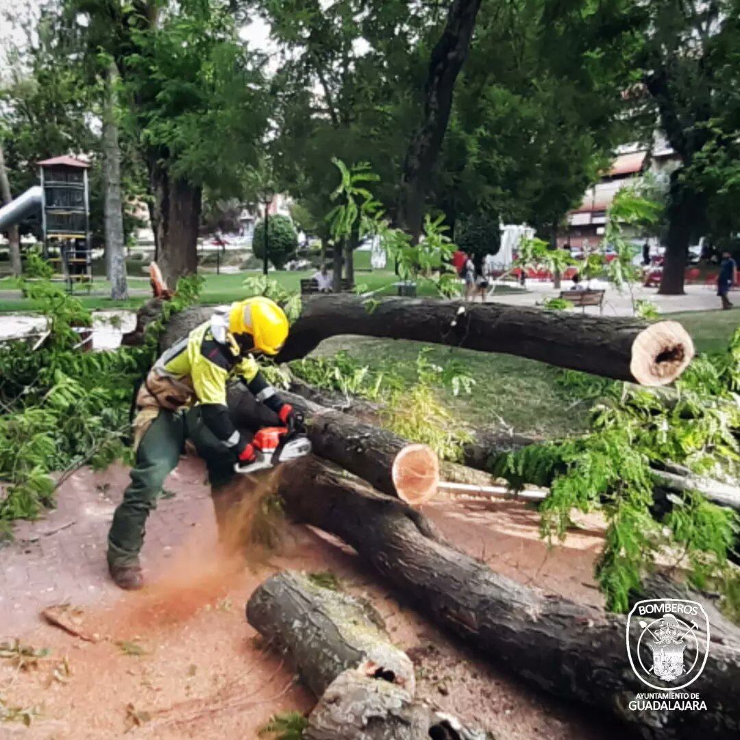 Uno de los árboles caidos en La Concordia