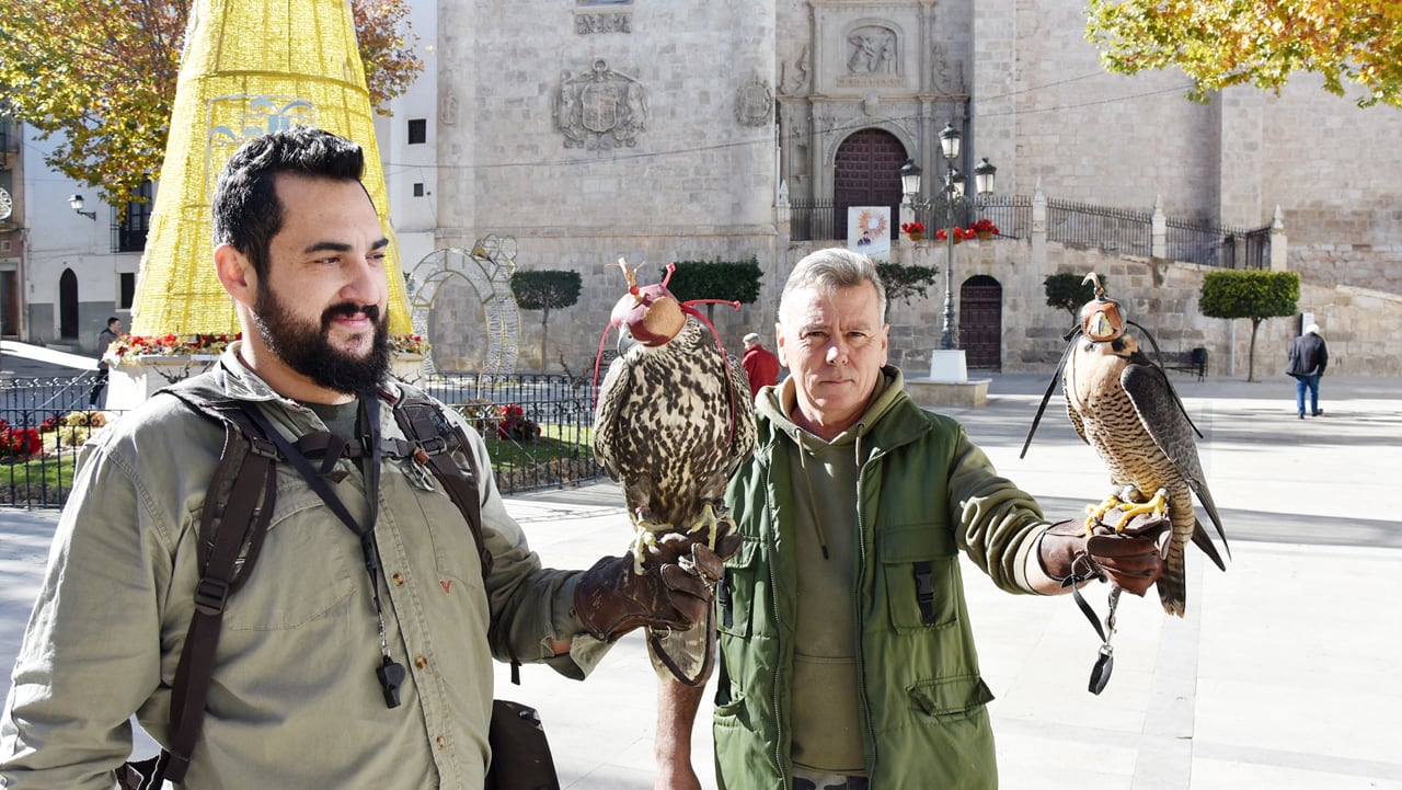 Halcones y cetreros contra la plaga de palomas en Baza (Granada)