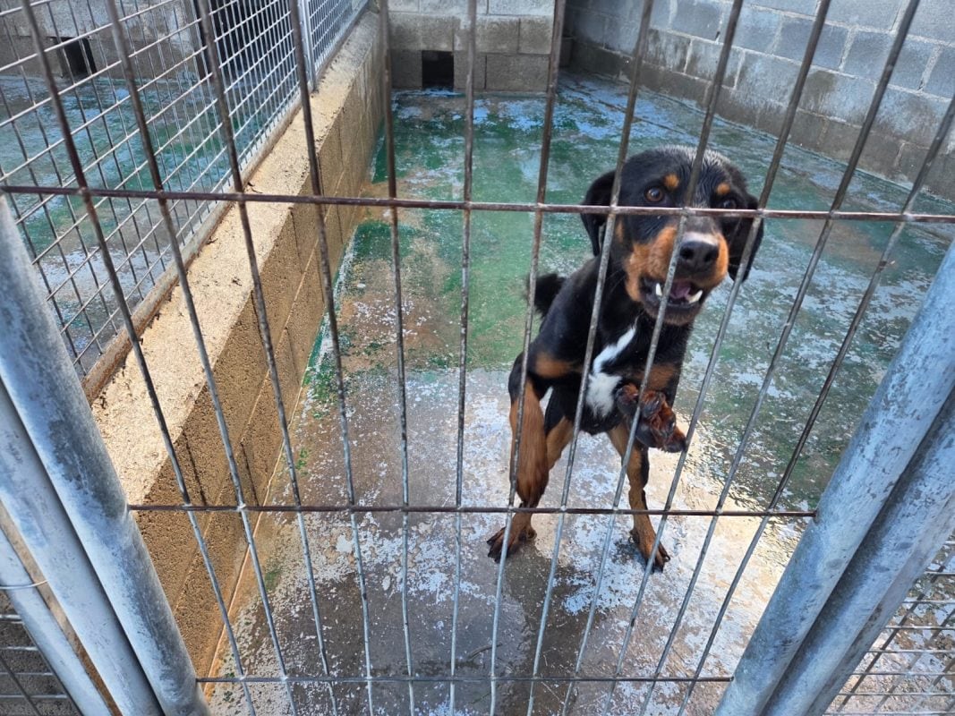 Visita al albergue canino municipal de Caudete